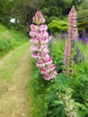 Tall Pink Lupins