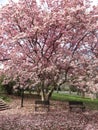 Tall Pink Magnolia Tree at the Park