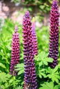 Tall upright dark purple tinged with pink Lupins standing tall.