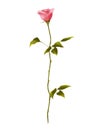 Tall pink rose isolated on white background.