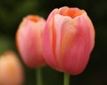Tall Pink Tulips in Garden