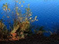 Tall Plants and Pond Royalty Free Stock Photo