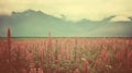 Vintage Sorghum Field With Mountain Backdrop