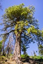 Tall Ponderosa Pine Pinus ponderosa tree growing in Yosemite National Park, Sierra Nevada mountains, California Royalty Free Stock Photo