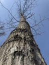 Tall poplar tree in autumn from bottom up view in winter with no leaf Royalty Free Stock Photo
