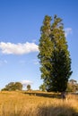 Poplar tree in the Matakohe Countryside Royalty Free Stock Photo
