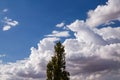 Tall Poplar Tree and Monumental Cumulus Cloud Formation Royalty Free Stock Photo