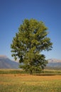 Tall Poplar tree