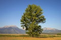 Tall Poplar tree Royalty Free Stock Photo