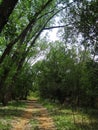 TALL POPLAR TREES OVER A SHADED DIRT TRAIL Royalty Free Stock Photo