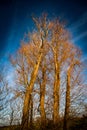 Tall poplars showing signs of die back