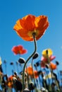 Tall Poppy