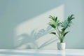 A tall potted palm tree stands in front of a pale green wall with sunlight shining on it from the left. AIG51A Royalty Free Stock Photo