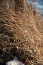 Tall prairie grass blowing in high wind in winter Royalty Free Stock Photo