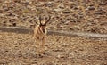 Pronghorn Buck in Yellowstone National Park Royalty Free Stock Photo