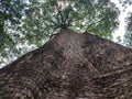 tall pule trees towering Royalty Free Stock Photo