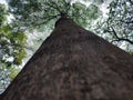 tall pule trees towering Royalty Free Stock Photo