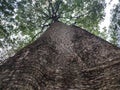 tall pule trees towering Royalty Free Stock Photo