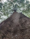 tall pule trees towering Royalty Free Stock Photo