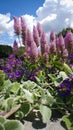 Tall Purple Cone Shaped Flowers