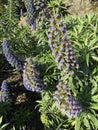 Tall purple flower spikes of Pride of Madeira Echium candicans in California.