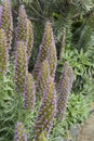 Tall purple flower spikes of Pride of Madeira Echium candicans in California.