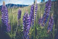 Tall purple flowers in grass Royalty Free Stock Photo