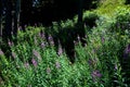 tall purple flowers on the mountain