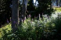 tall purple flowers on the mountain