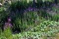 tall purple flowers on the mountain