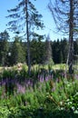 tall purple flowers on the mountain