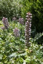 Tall purples flowers from the plant Bear`s Breech growing in the UK Royalty Free Stock Photo