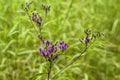 Tall Purple Ironweed Wildflowers - Vernonia gigantea