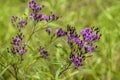 Tall Purple Ironweed Wildflowers - Vernonia gigantea