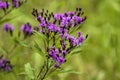 Tall Purple Ironweed Wildflowers - Vernonia gigantea