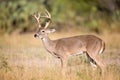 Tall rack whitetail broadside Royalty Free Stock Photo