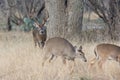 Tall racked whitetail buck moving in on doe Royalty Free Stock Photo