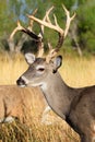 Tall racked whitetail portrait Royalty Free Stock Photo