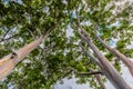 Tall Rainbow Eucalyptus Trees on Oahu, Hawaii Royalty Free Stock Photo