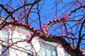 A tall rangy tree with purple flowers budding on its branches surrounded by a white apartment building with blue sky in Atlanta