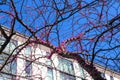 A tall rangy tree with purple flowers budding on its branches surrounded by a white apartment building with blue sky in Atlanta