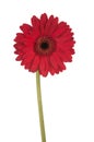 Tall Red Gerber daisy Royalty Free Stock Photo