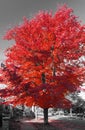 Tall red tree above a neighborhood sidewalk in black and white landscape