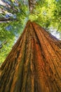 Tall Red Tree Towering Redwood National Park Crescent City California Royalty Free Stock Photo