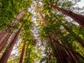 Looking up at the ancient Coastal Redwood trees