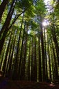 Tall Redwoods