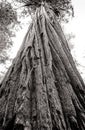 Tall redwoods in black and white tower to the sky in California