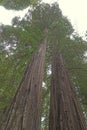 Tall Redwoods Royalty Free Stock Photo