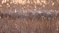 Tall reed plants in the marsh