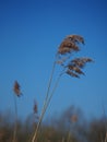 Tall reeds against a clear blue sky Royalty Free Stock Photo